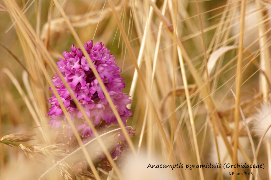 Orchis pyramidal parmi la végétation printanière, 