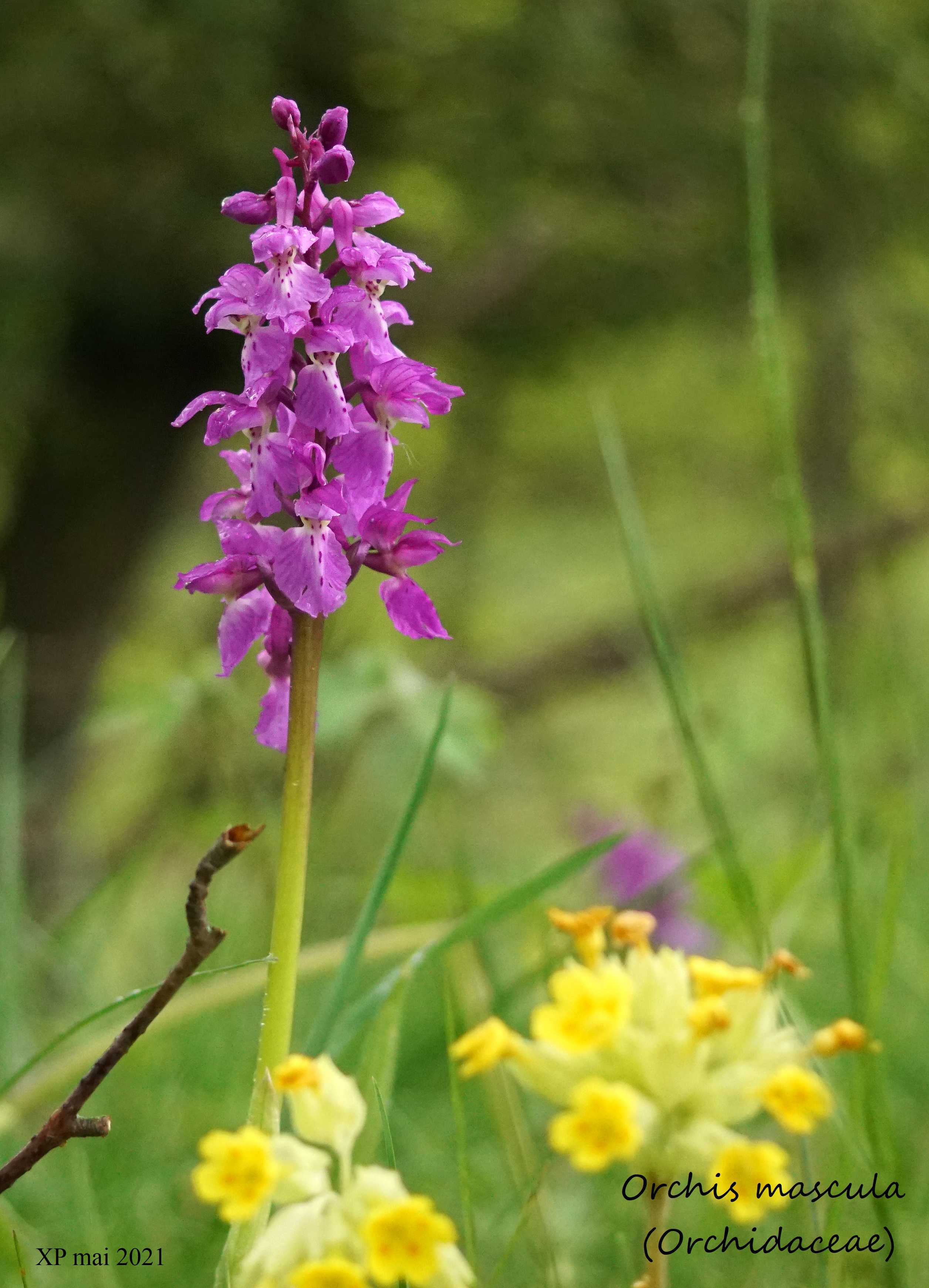 Orchidaceae - Ataraxie
