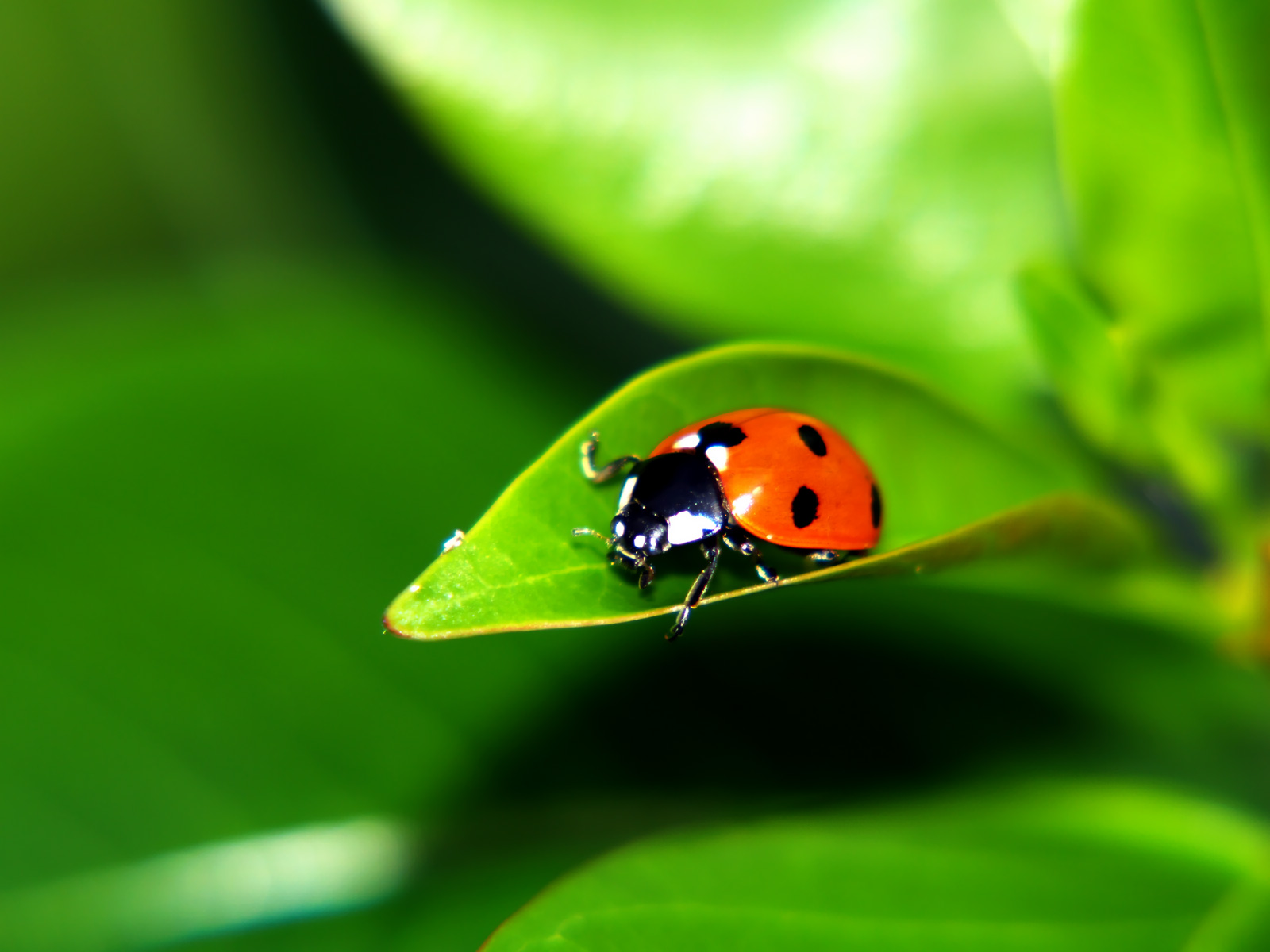 ladybug-leaf.jpg