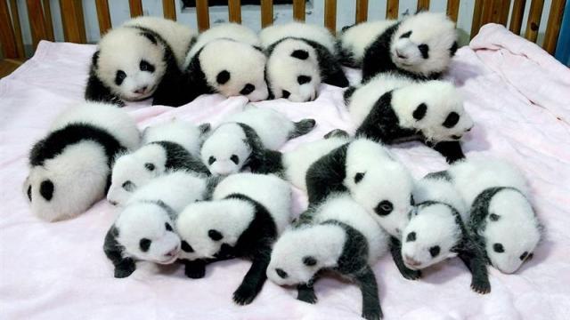 especes-protegees-le-panda-geant-nest-plus-en-danger-dextinction.jpg