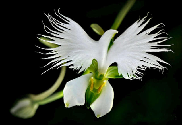 White-Orchid-640.jpg