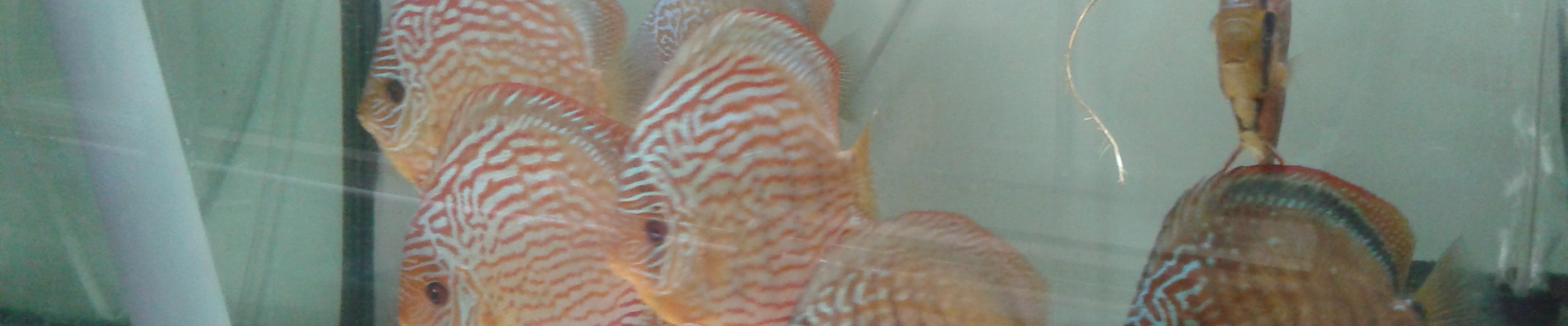 franck-fishroom-discus & co