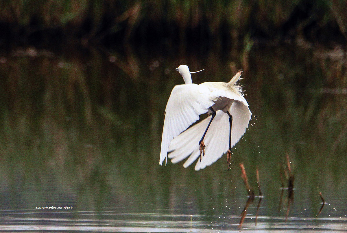 Aigrette garzette