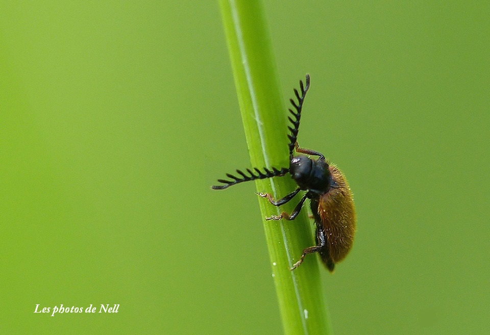 Drile jaunâtre (Drilus flavescens) (2).jpg