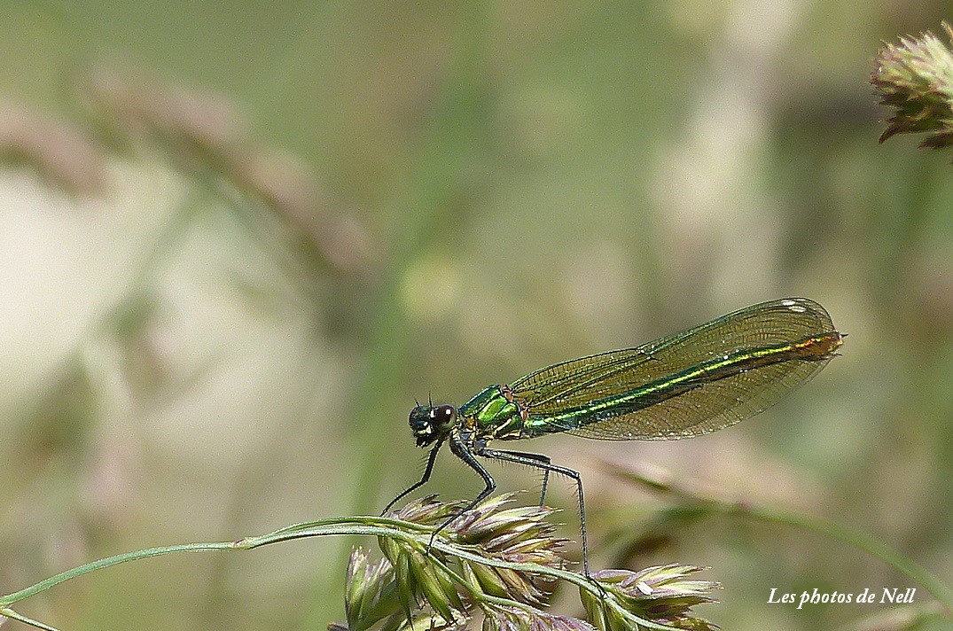 Le caloptéryx splendens  (10).JPG