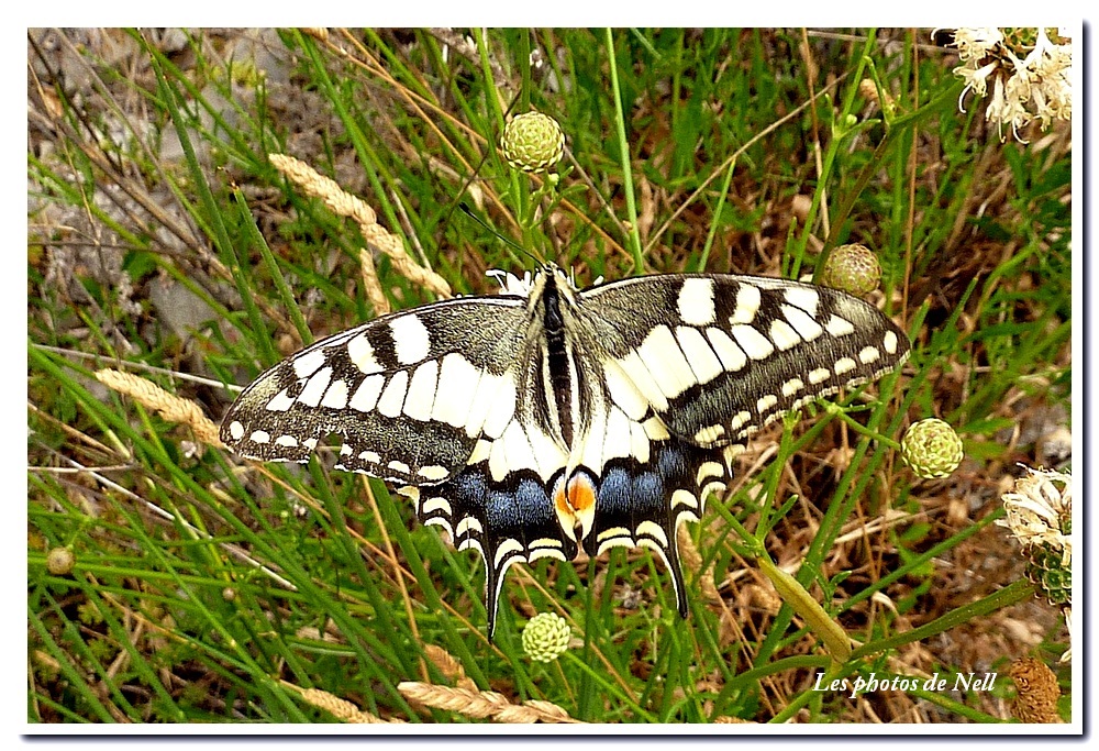 Machaon (1).JPG