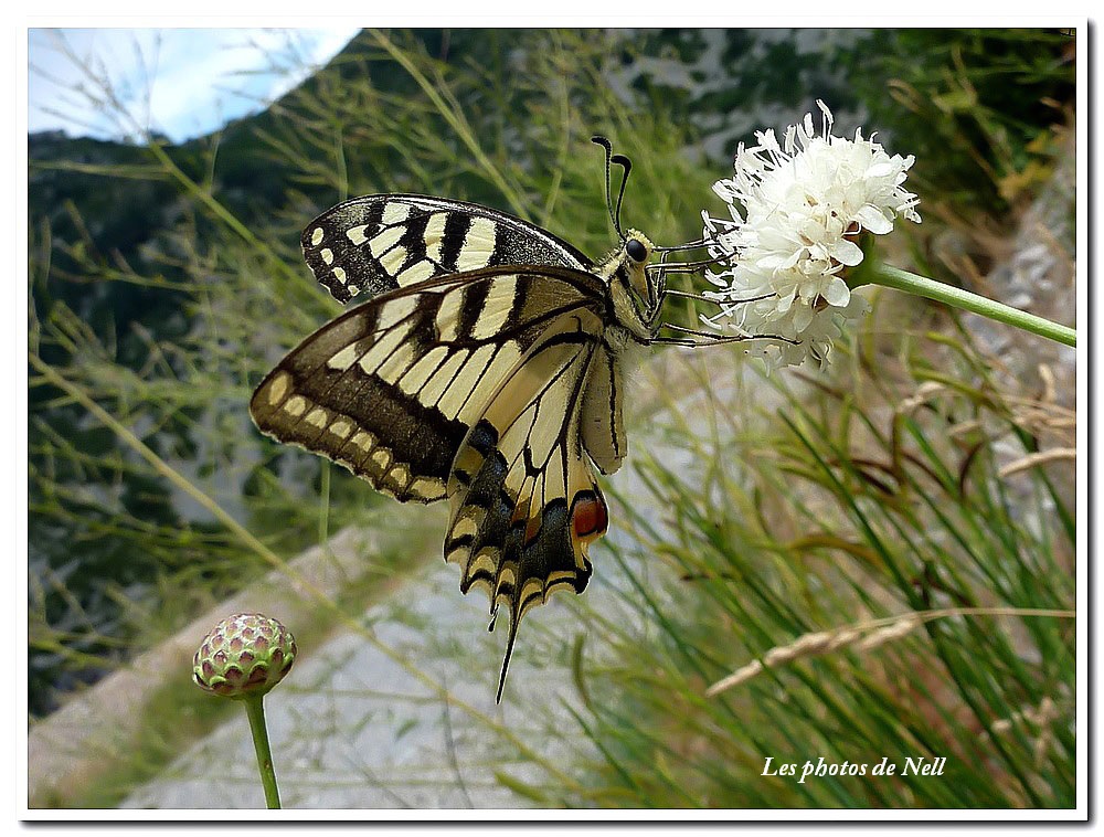 Machaon (2).JPG