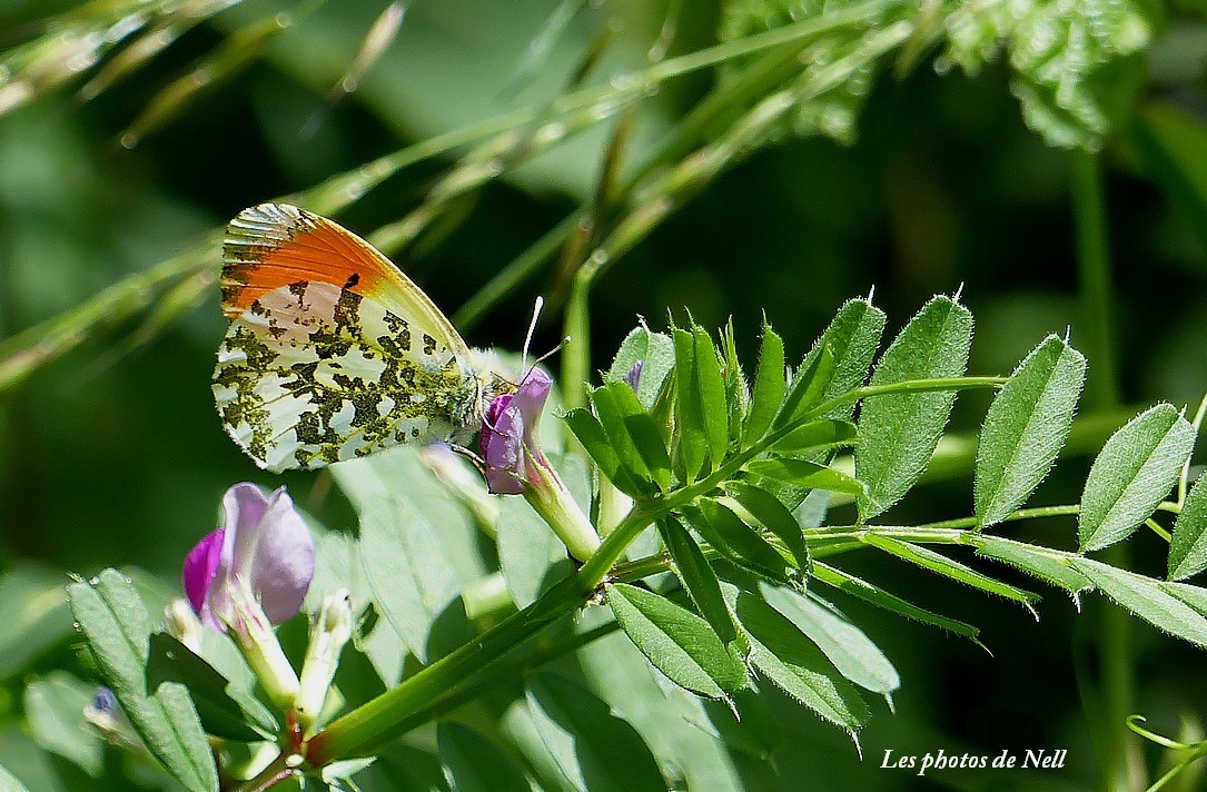 Anthocharis cardamines ou Aurore (2).JPG