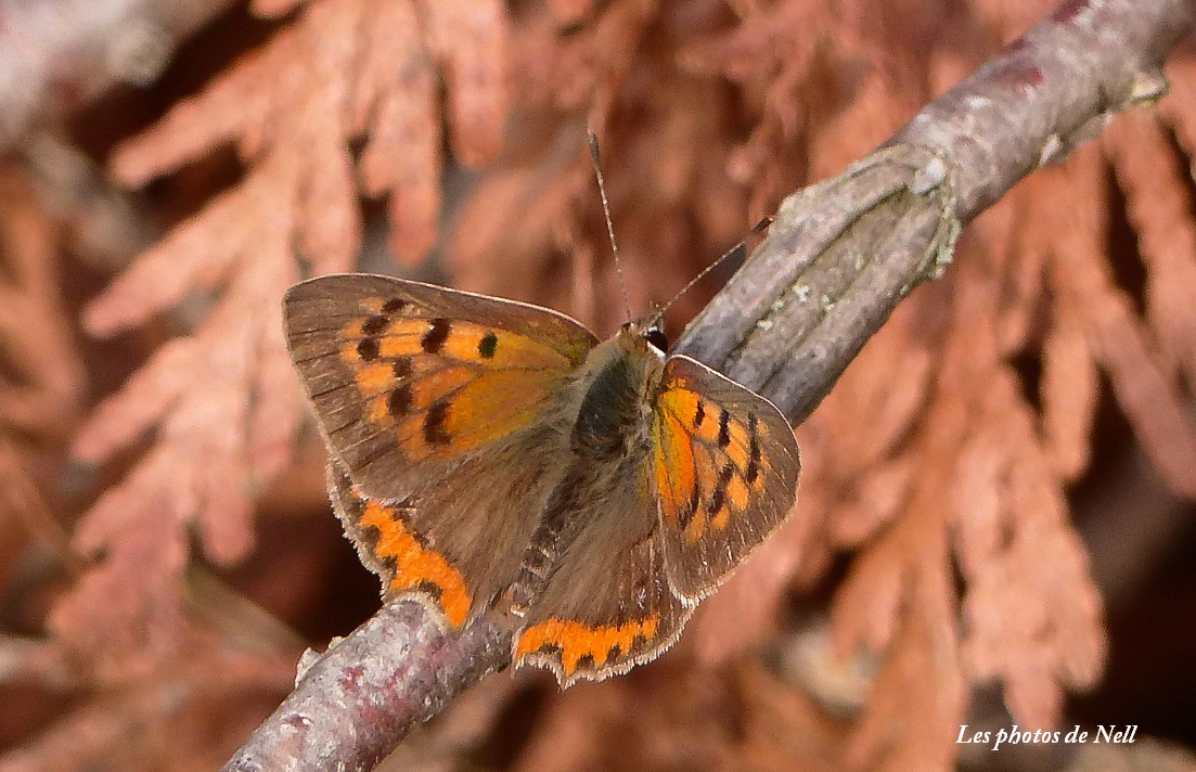 Lycaena phlaeas (3).JPG