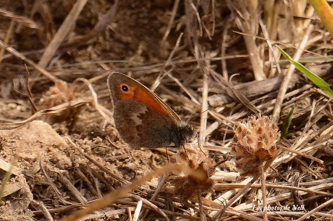 Le Fadet commun Nymphalidae Coenomympha pamphilus.JPG