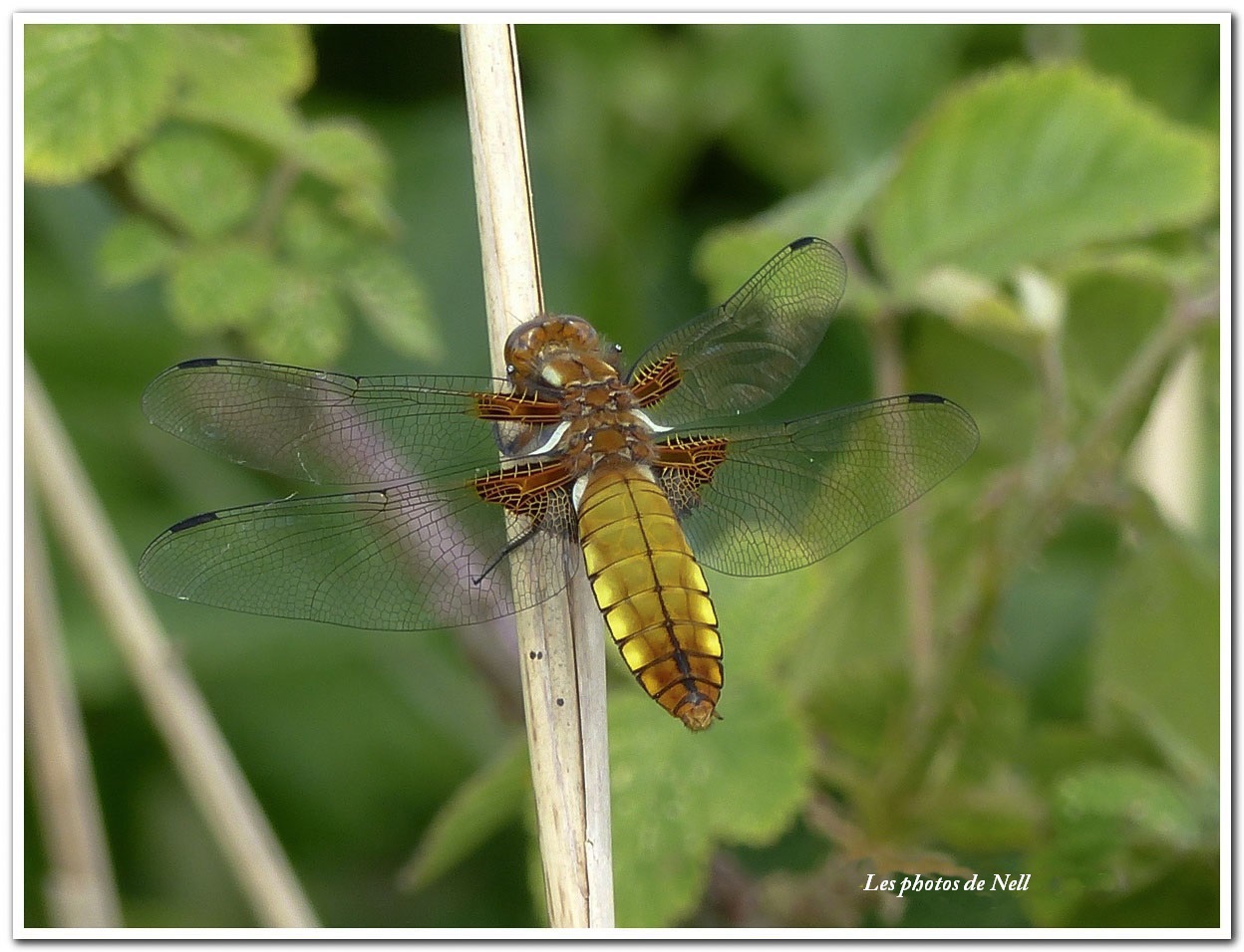 Libellula depressa ♀(1).JPG