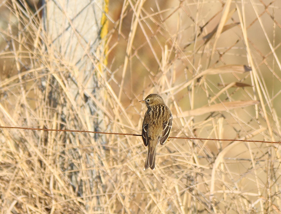 Pipit farlouse (3).JPG