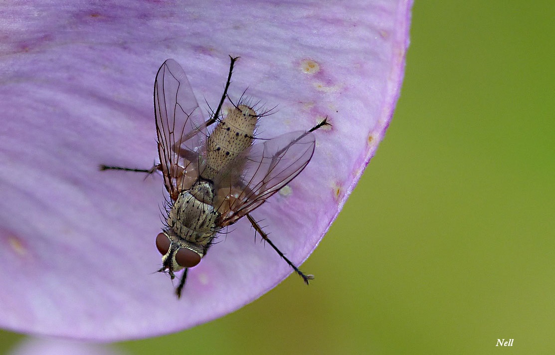 Dinera grisescens. Tachinidae (1).JPG