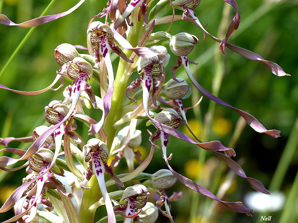 Himantoglossum hircinum (Orchis bouc).JPG