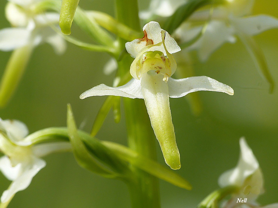 Plathanthère bifoliée Orchis blanc (1).JPG