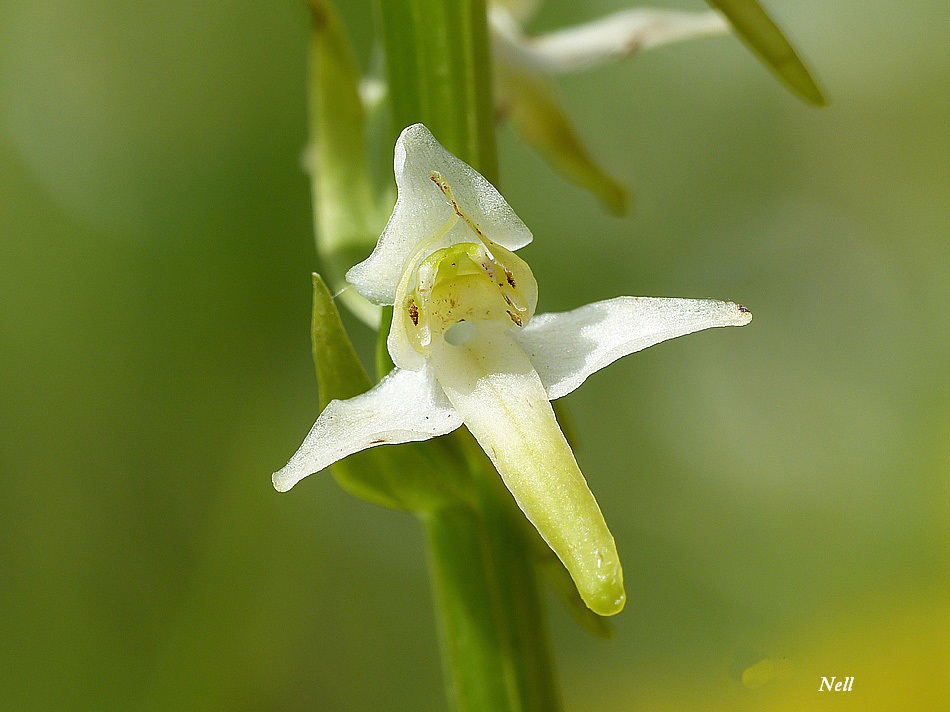 Plathanthère bifoliée Orchis blanc (10).JPG