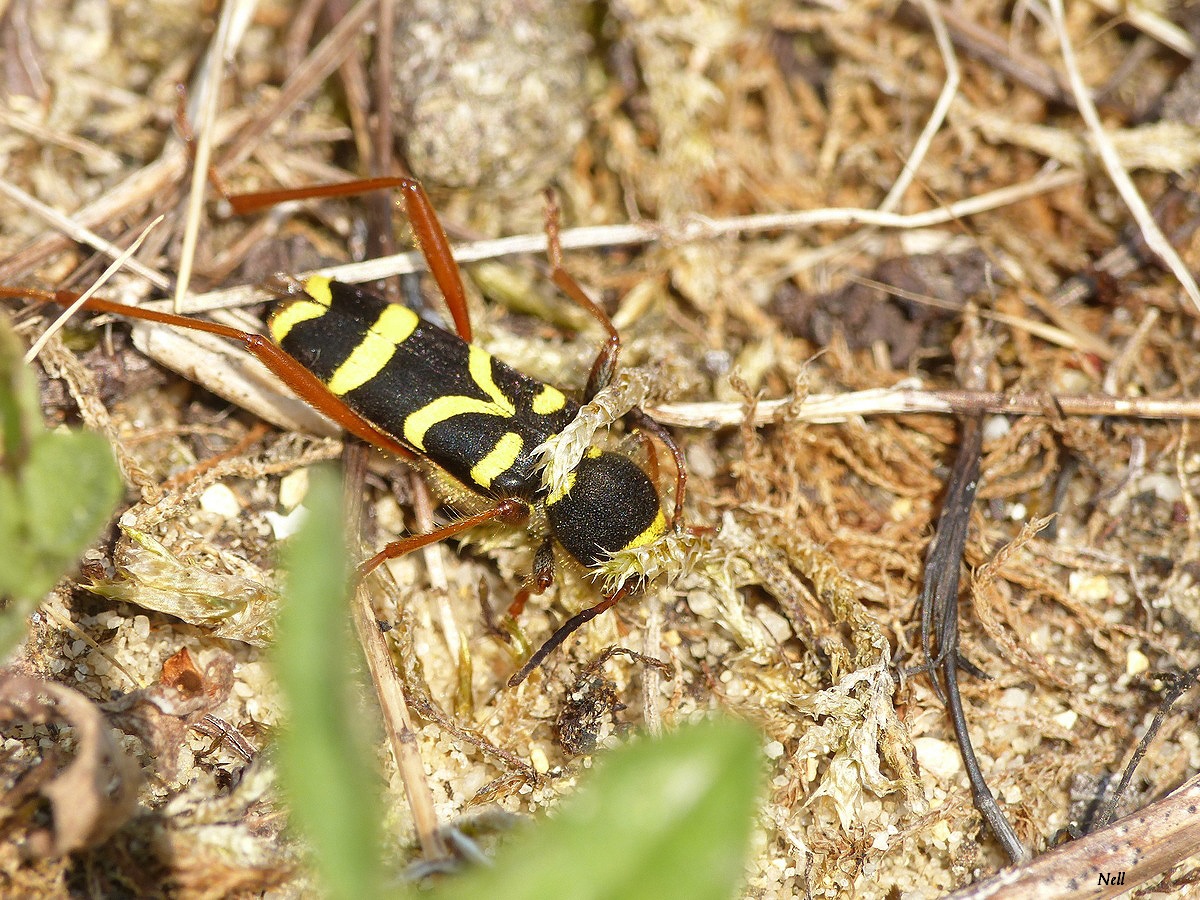 Le clyte bélier (1)Clytus arietis.JPG