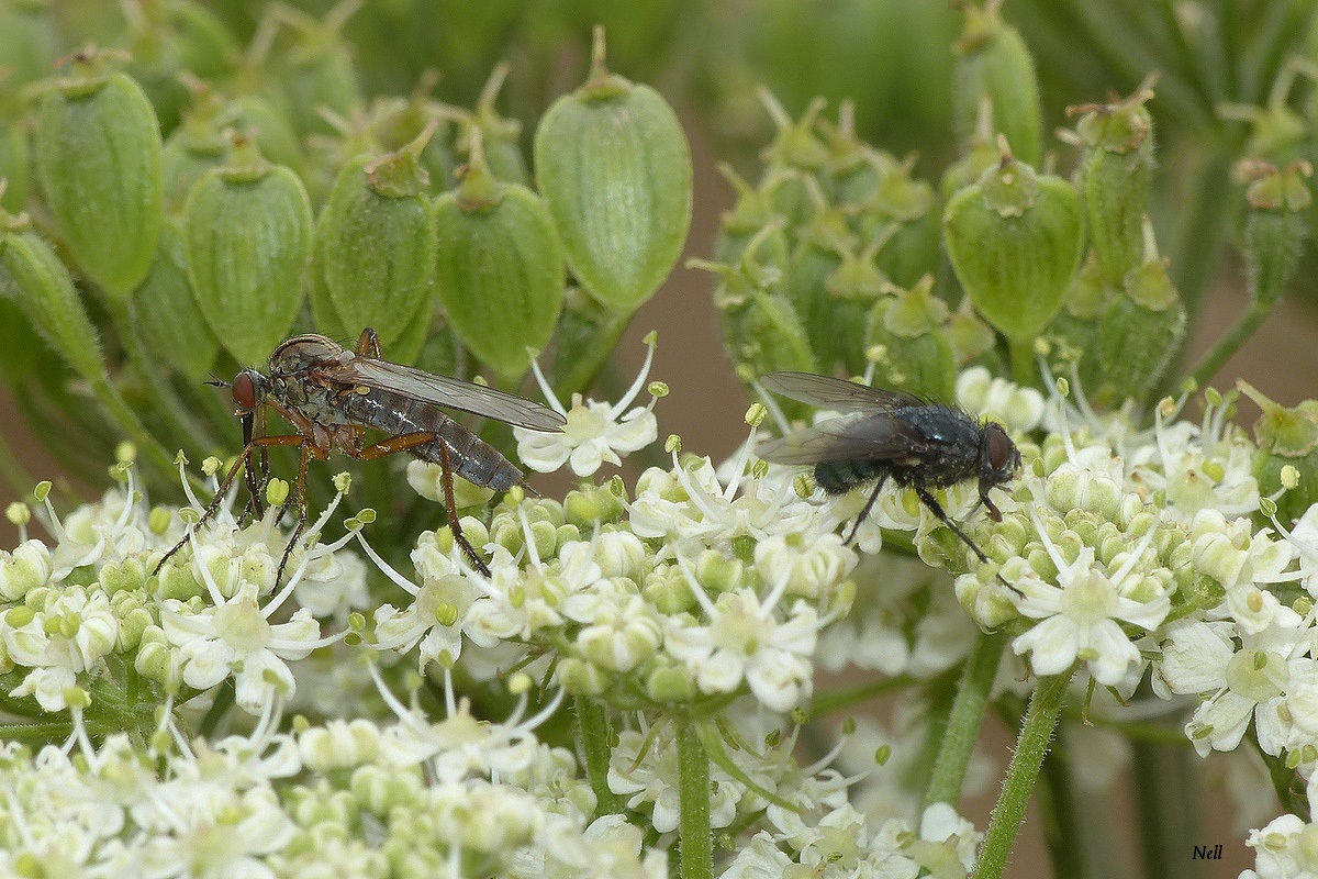 -Empis opaca  7 a 9 mm (2) - Copie.JPG