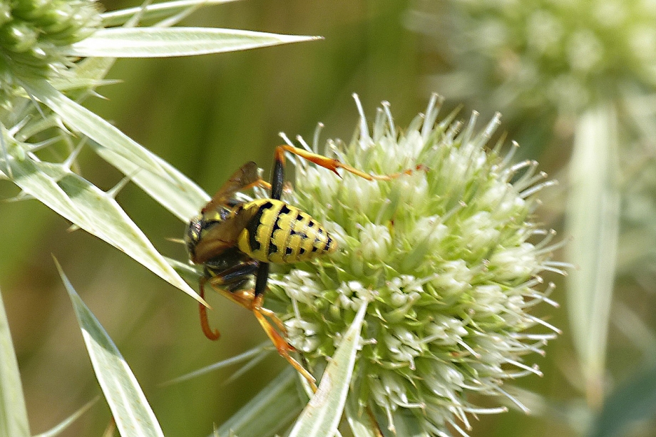 Polistes dominula (2).JPG