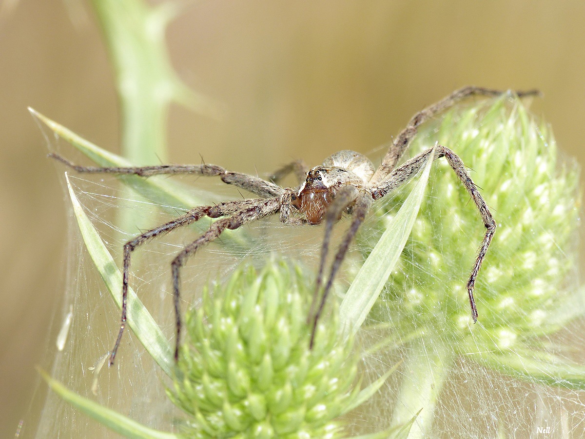 Pisaura mirabilis ouistreham (2).JPG