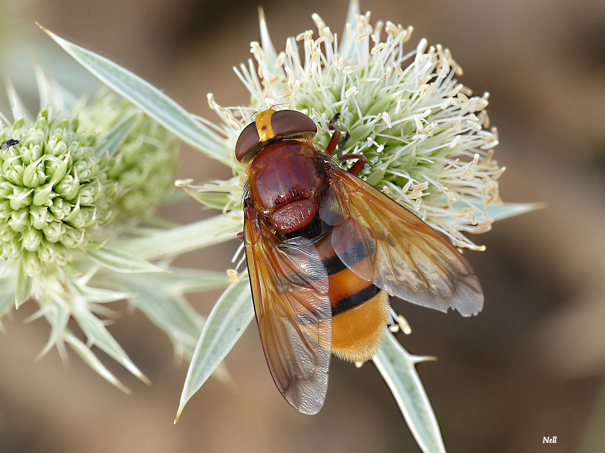 Volucella zonaria  (2).JPG