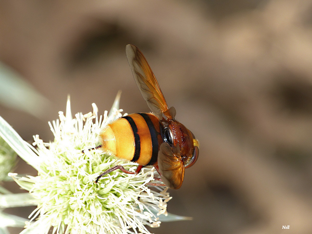 Volucella zonaria  (6).JPG