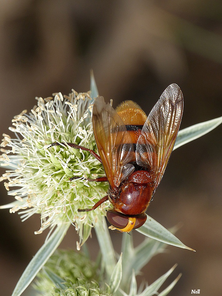 Volucella zonaria  (1).JPG