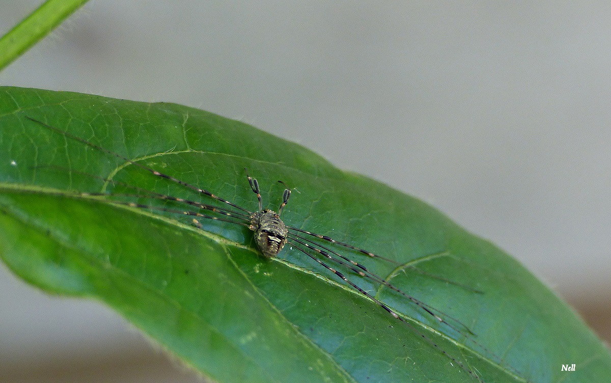 Dicranopalpus ramosus. Opiliones Arachnides. Phalangiidae.JPG