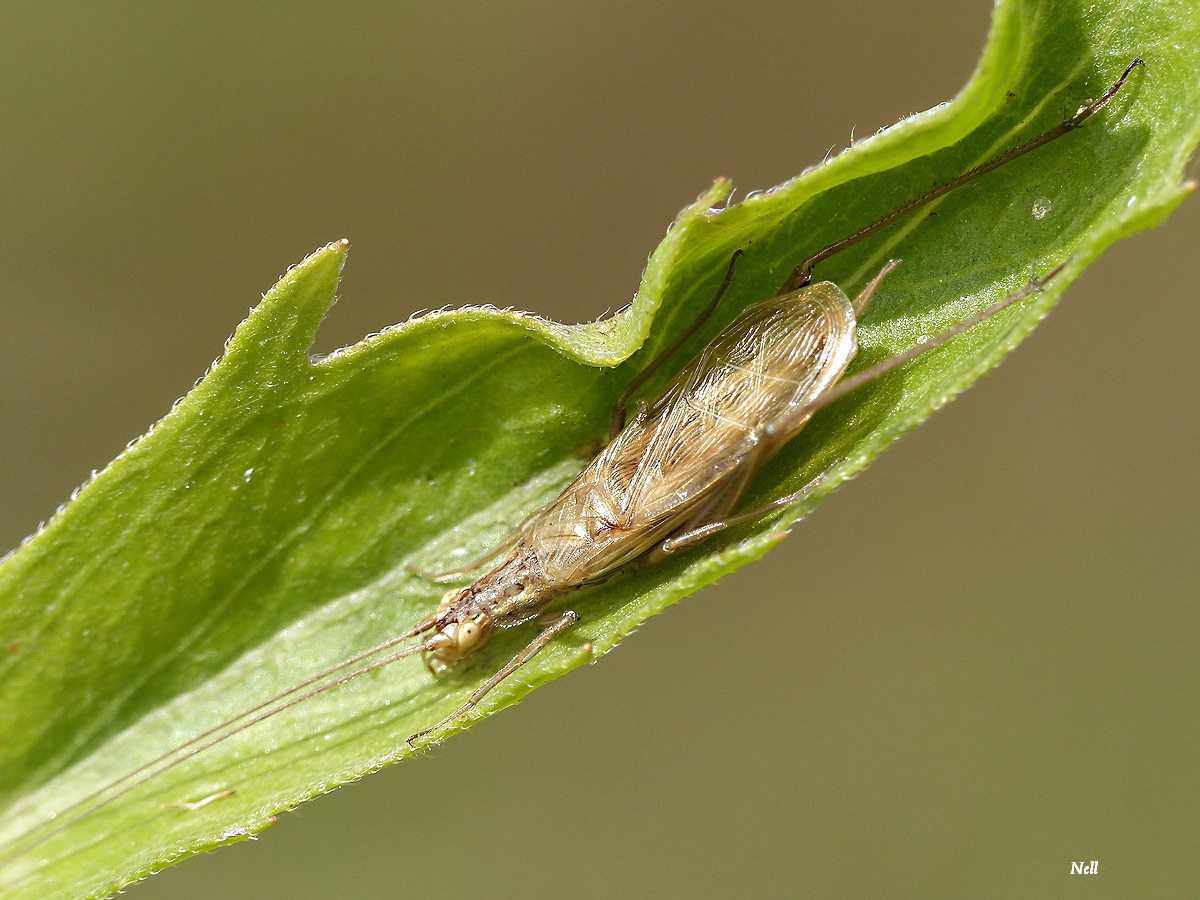 Oecanthus pellucens pellucens (Scopoli 1763). Grillon transparent (1).JPG