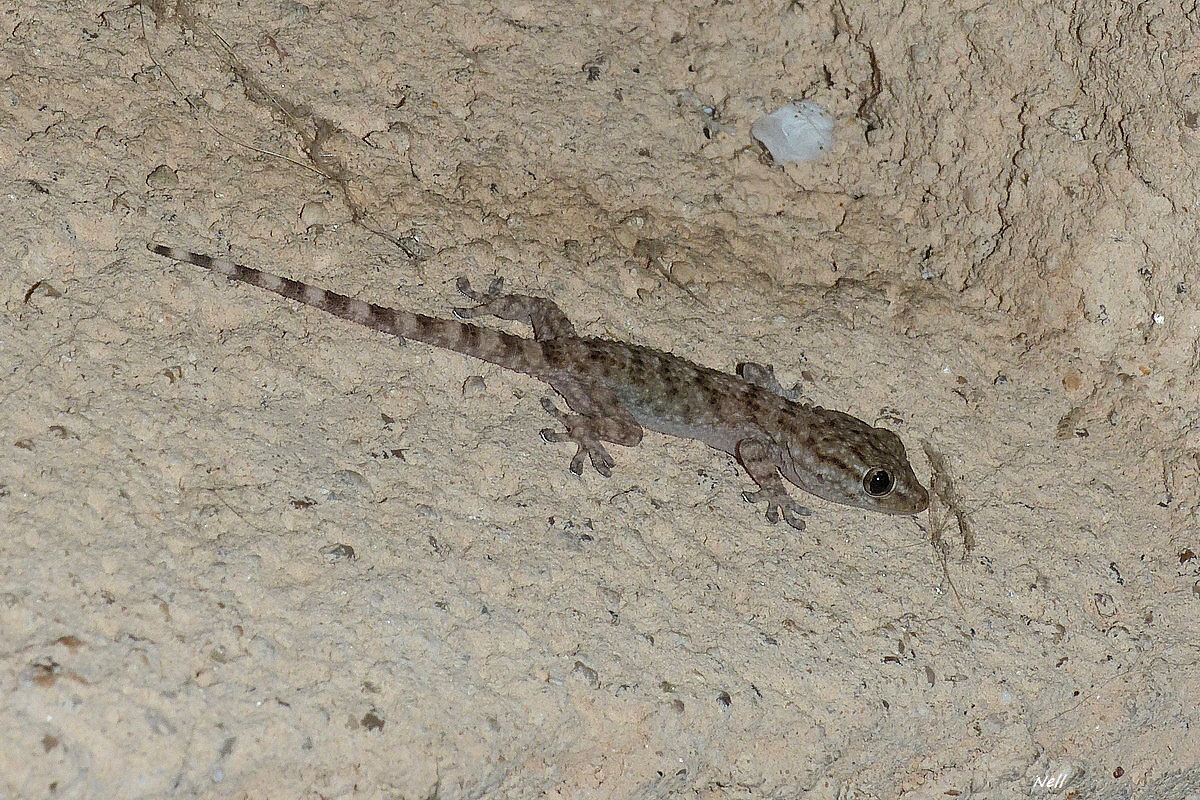 Tarente de Maurétanie ou Gecko des murs (2).JPG