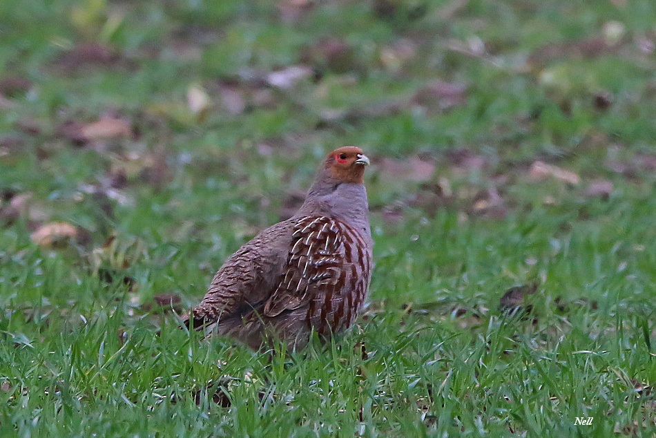 Perdrix grise (perdix perdix) (1).JPG