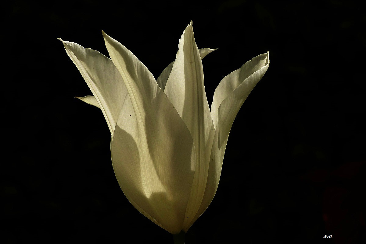 Tulipe blanche.JPG