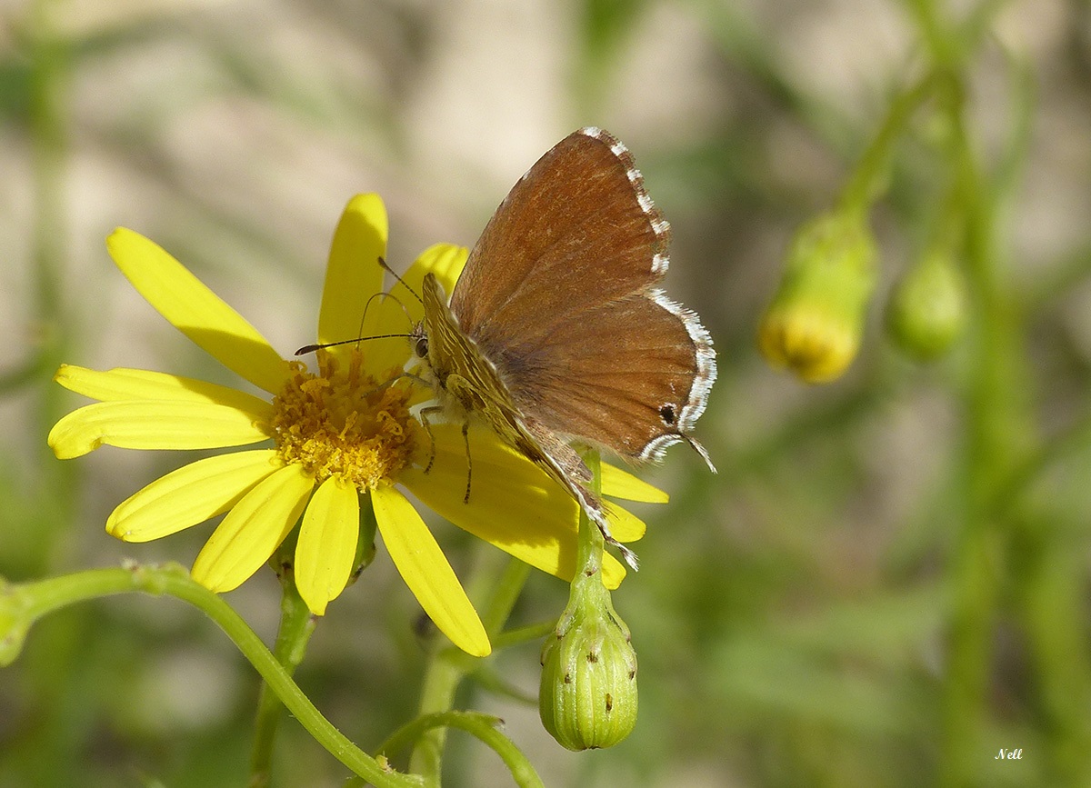 Brun du pélargonium (Cacyreus marshalli) (8).JPG