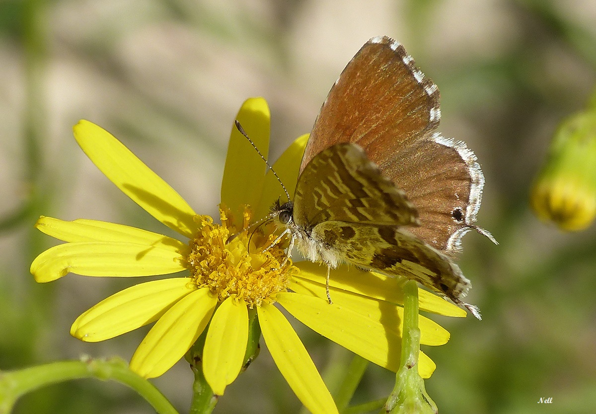 Brun du pélargonium (Cacyreus marshalli) (2).JPG