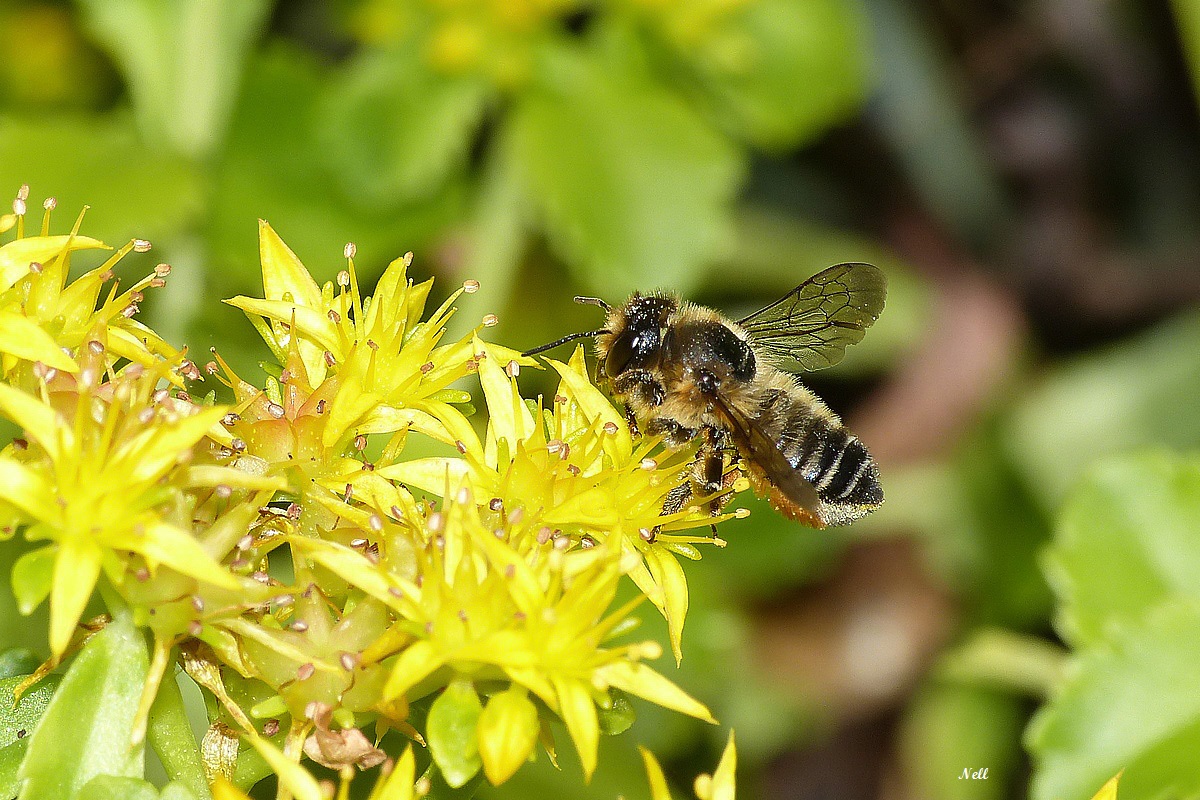 Megachile centuralis Megachilidae - Copie.JPG