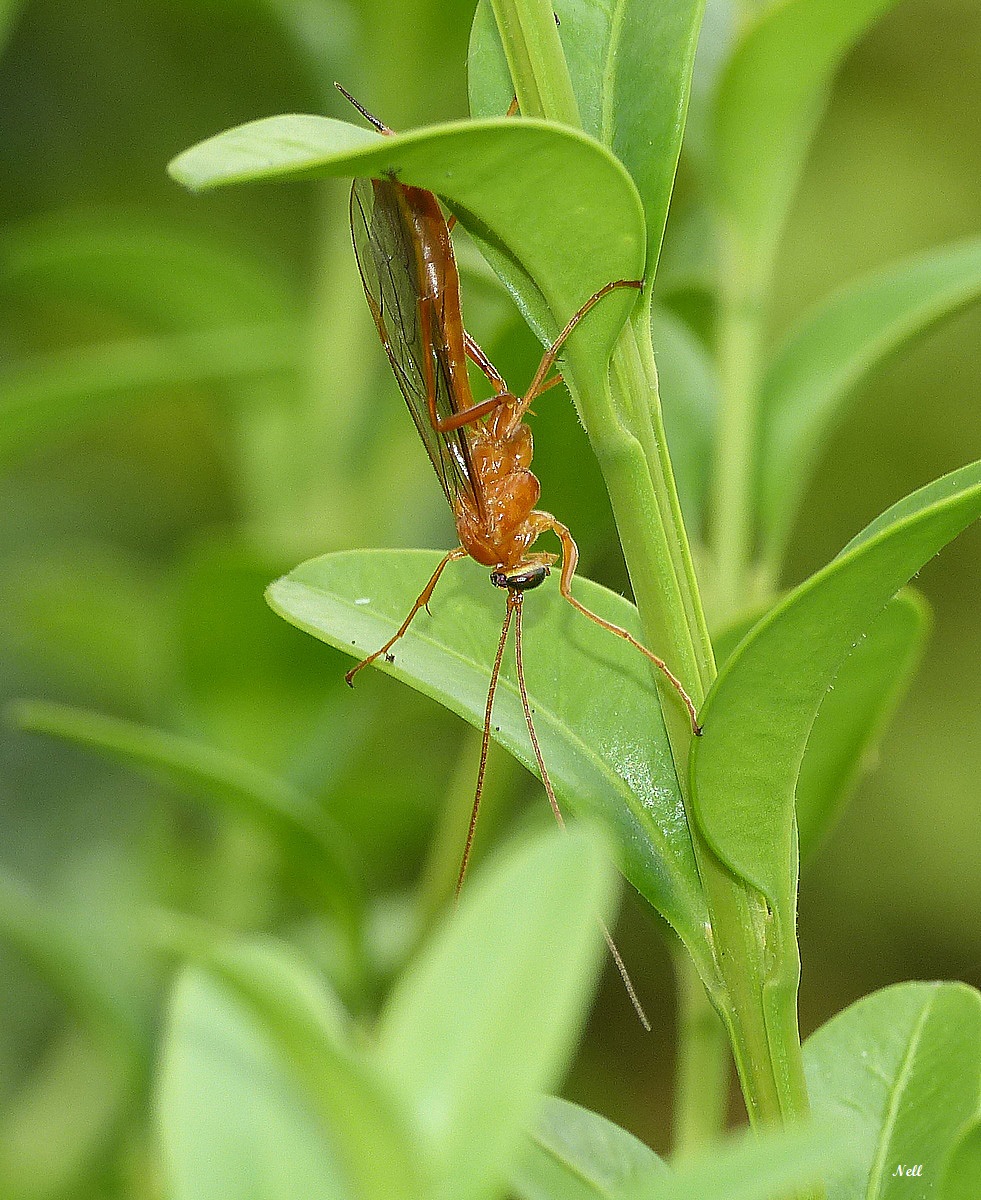 Netelia sp hymenoptère Ichneumonidae (6).JPG