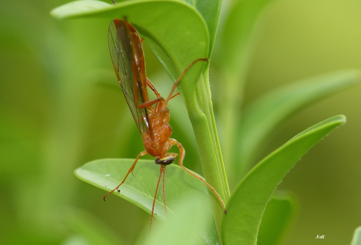 Netelia sp hymenoptère Ichneumonidae (1).JPG