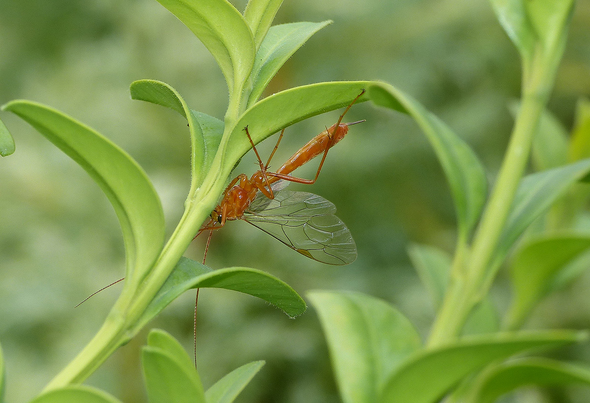 Netelia sp hymenoptère Ichneumonidae (3).JPG