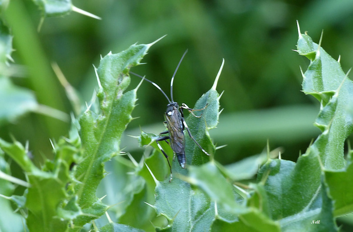 Achaius oratorius hyménoptère Ichneumonidae.JPG