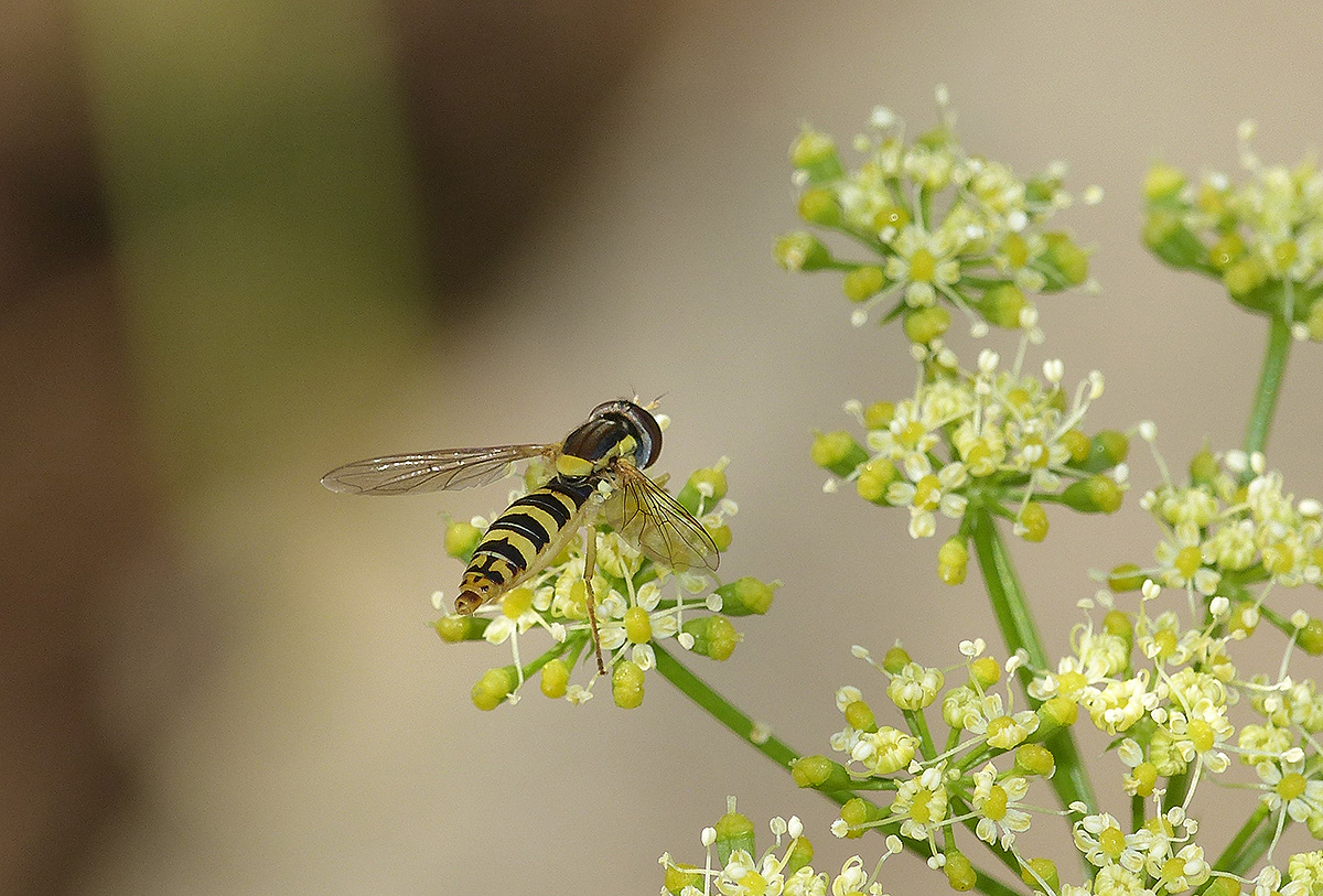 Syrphe porte-plume (Sphaerophoria scripta) femelle.JPG