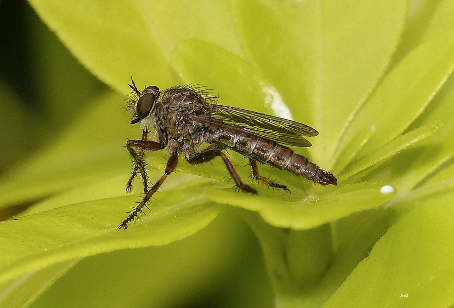 Machimus sp. Diptère. Asilidae.JPG