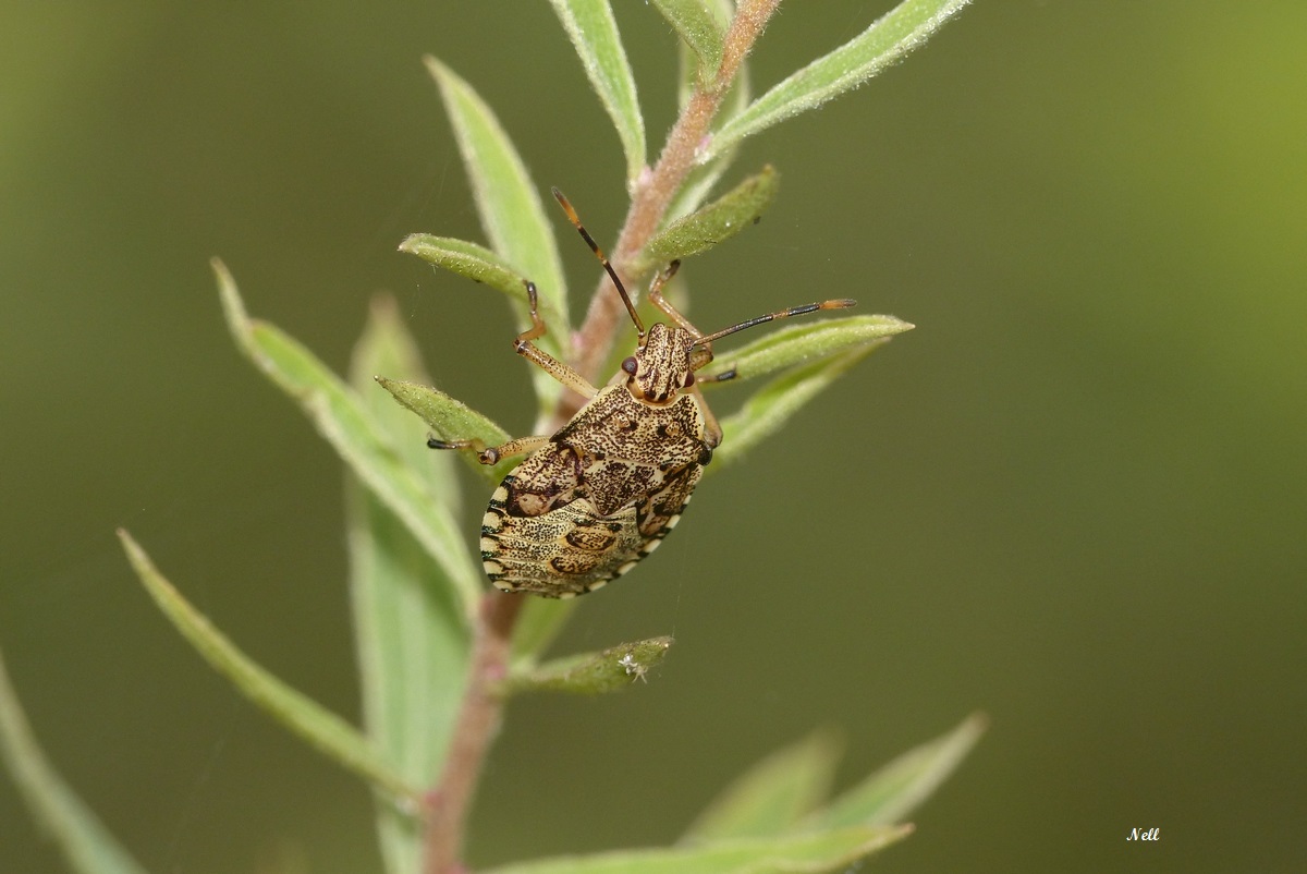 Punaise  Rhaphigaster nebulosa (6).JPG