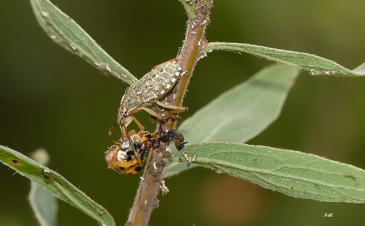 Punaise  Rhaphigaster nebulosa (2).JPG