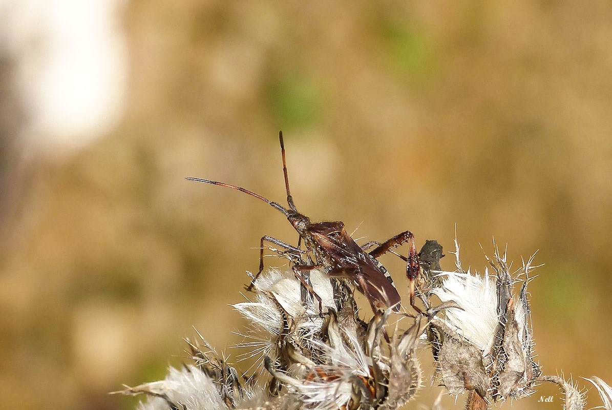 Leptoglossus occidentalis (01).JPG