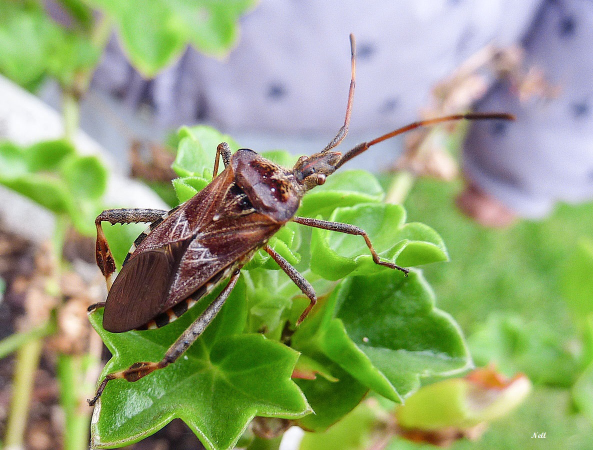 punaise du pin Leptoglossus occidentalis.JPG