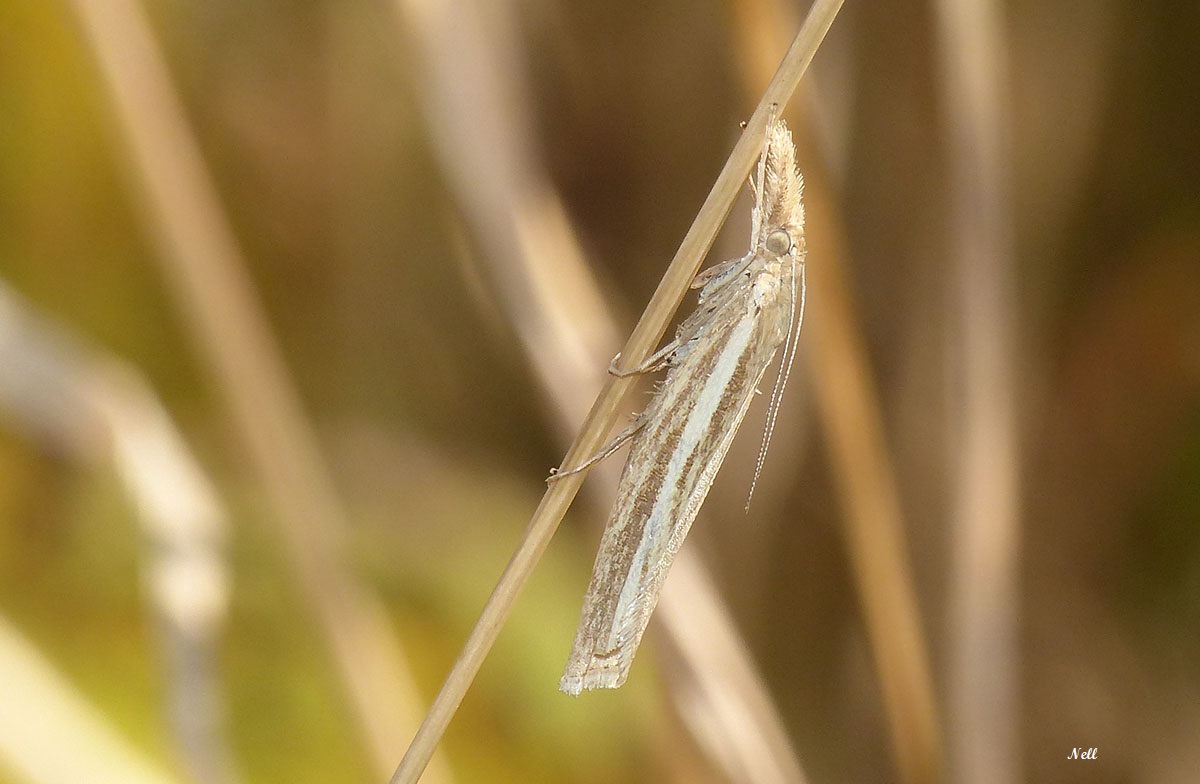 Agriphila sp lépidoptère hétérocere crambidae (1).JPG