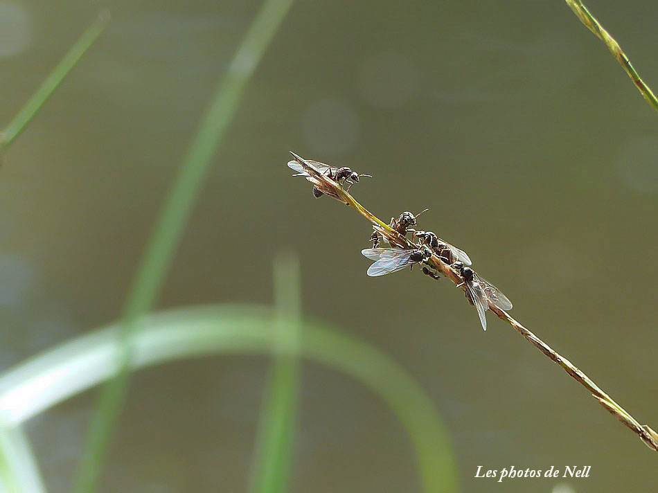 Fourmis .Essaimage de Fourmis ailées et volantes (9).JPG