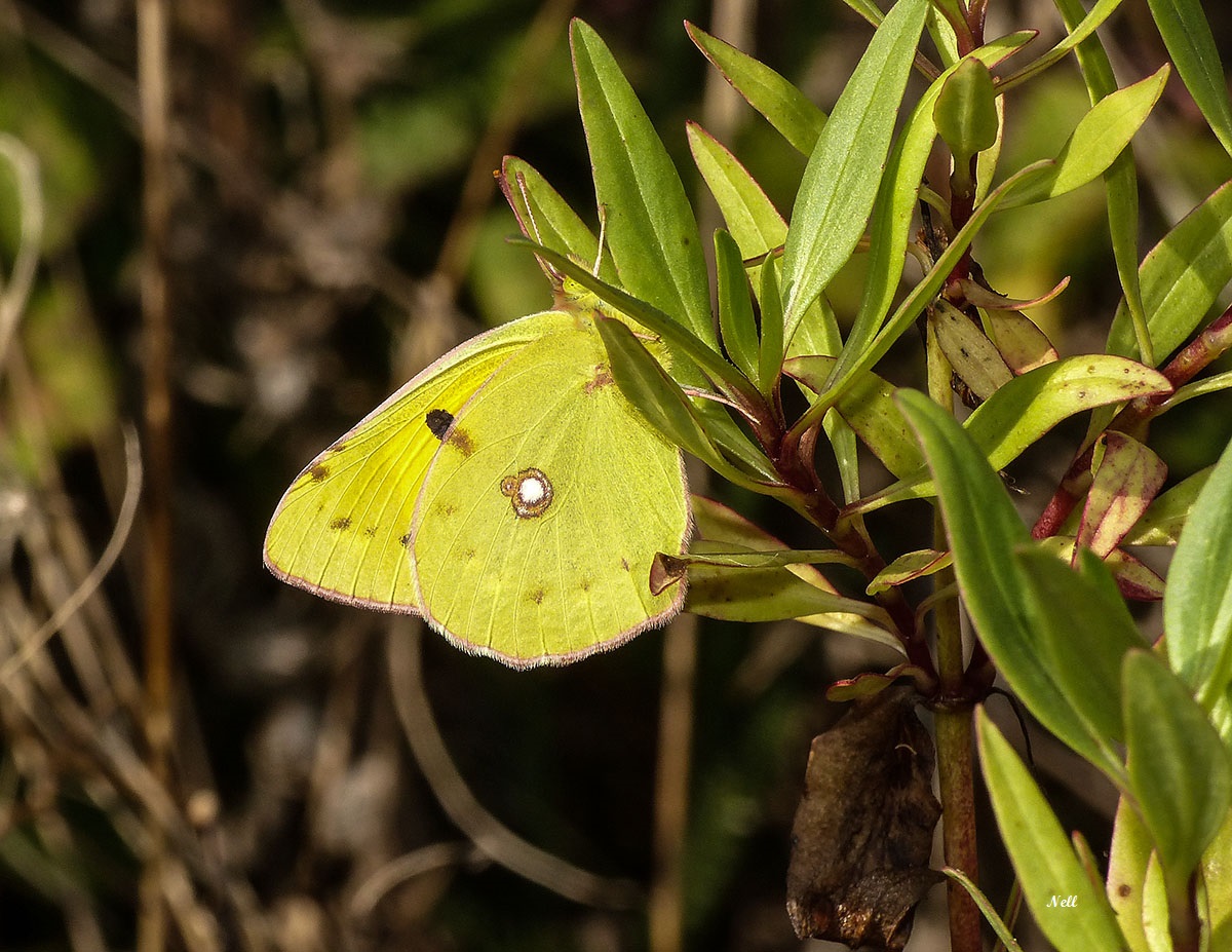 Le Souci Colias croceus (1).JPG