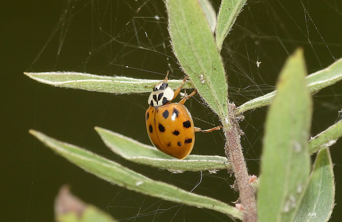 Coccinelle asiatique (Harmonia axyridis) (2).JPG