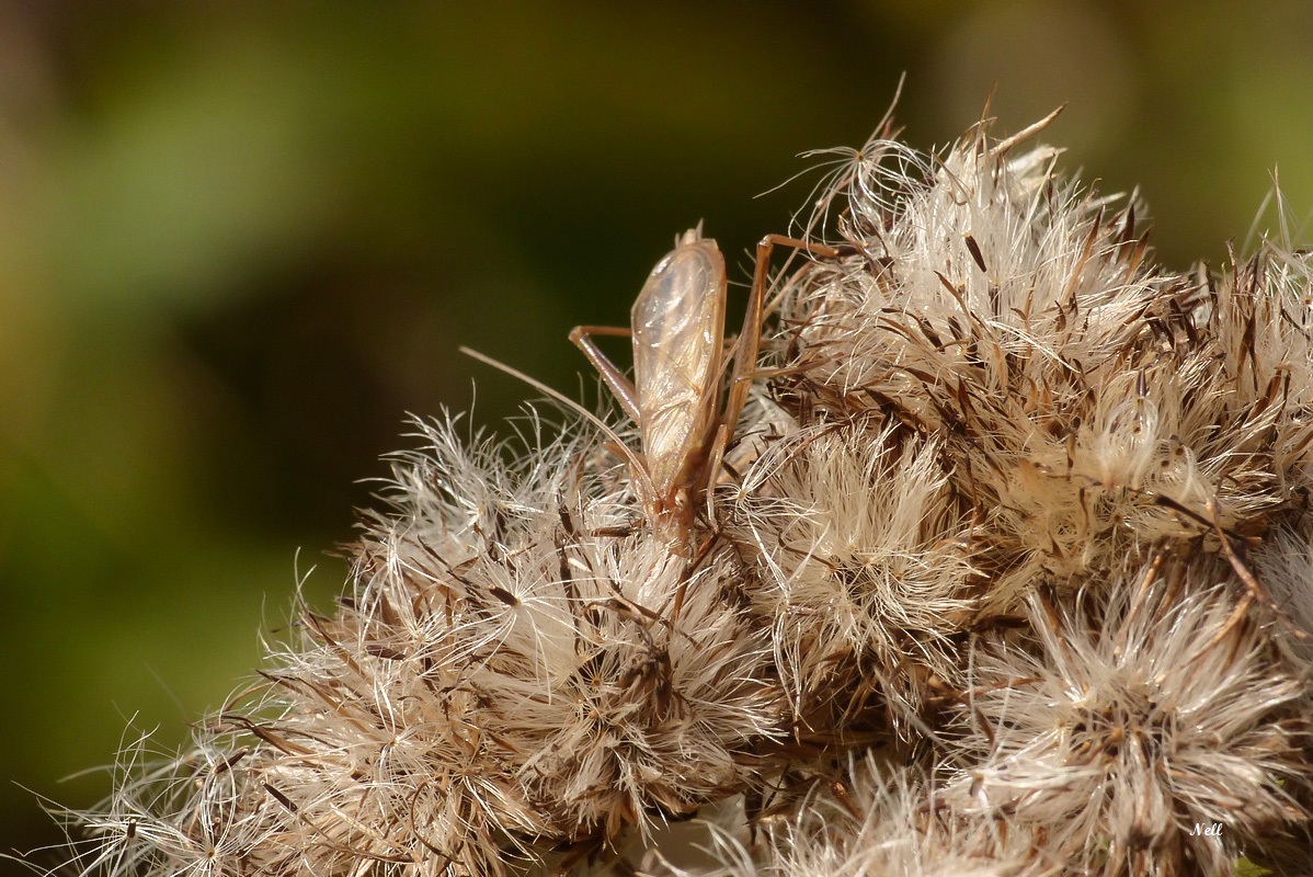 Oecanthus pellucens . Grillon transparent (2).JPG